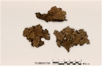 藏品(金黃裸腹葉衣)的圖片